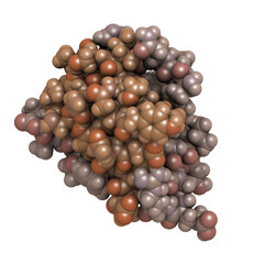 Poster - Insulin peptide hormone, 3D rendering. Important drug in treatment of diabetes. Chains shaded in different colors, atoms shown as spheres.