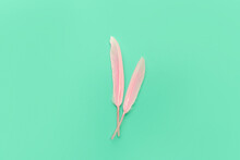 Two Pink Feathers Over Green Backdrop.