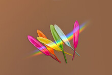 Colored Feathers With Abstract Rainbow Flare.