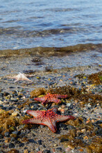Many Starfish Lying Down In The Shoreline Of A Beach