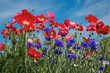 © Danil Nevsky/Stocksy - Blooming lush field with bright poppies and cornflowers