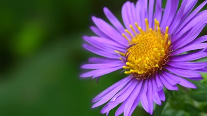 Wall Mural - New England Aster flower