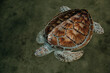 Green sea turtle in shallow water. Close-up. View from above.