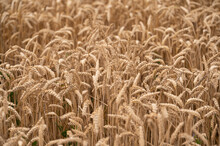 Ripe Wheat Field Just Before Harvest