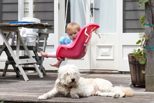 Cute Baby In Outdoor Swing With Pet Dog