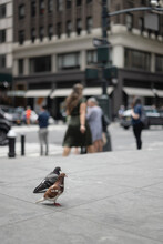 Pigeons And Foot Traffic