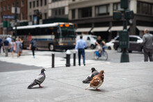 Pigeons Hanging Out In The City