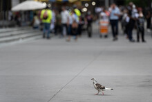 Pigeon Walking On Sidewalk In City