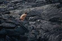 Nude Woman Sitting On Black Solid Lava In Iceland 