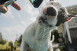 © Ivan Andrianov/Stocksy - Refreshing Cold Water For Dog In Summer