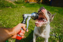 Dog Intensive Water Drink 