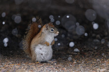 Red Squirrel In The Snow
