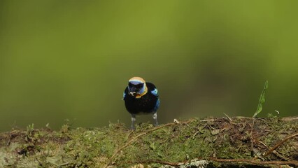 Wall Mural - a slow motion clip of a golden-hooded tanager eating a small piece of banana in costa rica