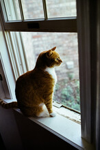 Orange Cat Looks Out Window