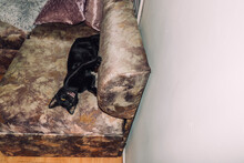 Black Cat Lying On Sofa
