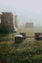 Spider Web In A Graveyard.