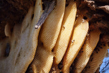 Honeycombs Of Beehive