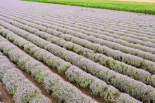 Lavender Flower Field Drone View. 