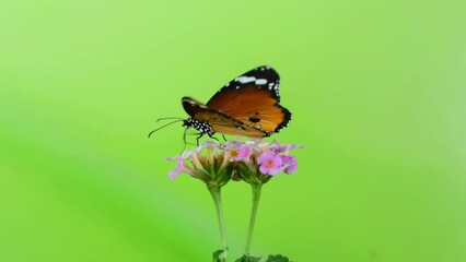 Wall Mural - Macro shots, Beautiful nature scene. Closeup beautiful butterfly sitting on the flower in a summer garden.