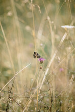 Butterfly Standing On Flower In Grass
