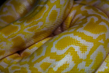 Boa Snake Skin Pattern Texture In Zoo