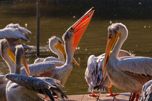 Pelicans Resting On The River Bank In Zoo