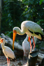 Crane Bird In Zoo