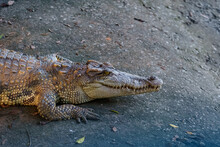 Dangerous Crocodile Outdoors