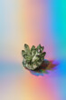 © Yaroslav Danylchenko/Stocksy - Natural healing mineral on shiny holographic background