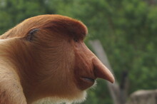 Close-up Of Monkey. Proboscis Nasique Monkey