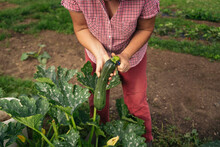 Farmer Woman Harvesting On The Farm