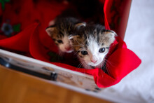Newborn Baby Kittens Adopted From The Street