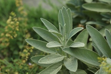 Beautiful sage with green leaves growing outdoors, closeup