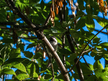 A Black-capped Chickadee In The Trees 2