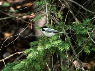 Wall Mural - Black-capped Chickadee near Hayward, WI 3