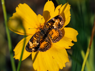 Poster - Northern Crescent butterfly on golden flower