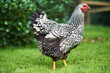 © Rowena Naylor/Stocksy - Wyandotte Chicken Breed