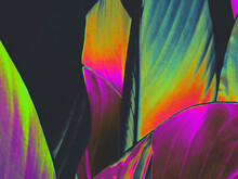 Iridescent Background Palm Leafs