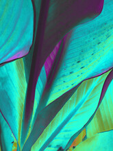 Cyan Iridescent Palm Leaf Background With Copyspace