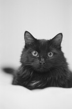 Black And White Portrait Of A Fluffy Cat On  Bed
