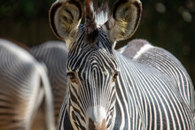 Close-up Of Zebra