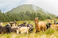 Group Of Goats On The Field, In The Mountains, Azores Islands.