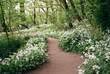 © Liam Grant/Stocksy - Footpath through woodland filled with wild garlic