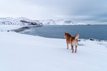 Dog Explore Arctic