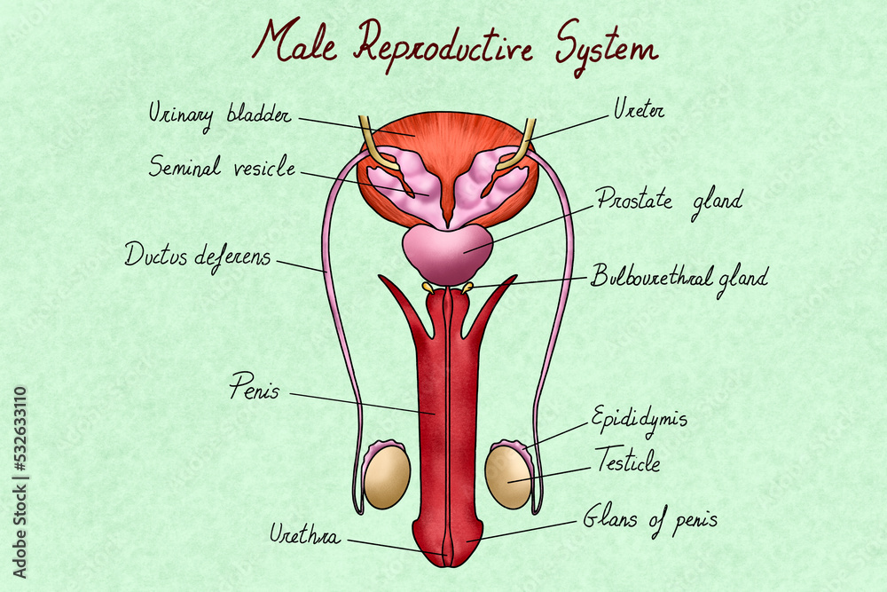 FUN FACTS ABOUT THE MALE REPRODUCTIVE SYSTEM visual data 7