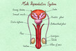 © Elena Saurius & Dani Rex/Stocksy - Male reproductive system illustration