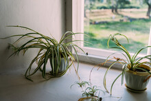 Potted Plants On The Windowsill.