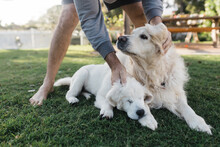 Pair Of Golden Retriever Dogs Receiving A Pat