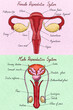 © Elena Saurius & Dani Rex/Stocksy - Female and male reproductive system illustration.