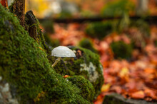 Mushrooms In Autumn Forest